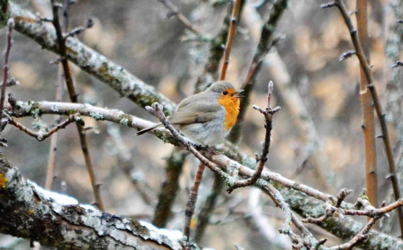 Вілла Casa Del Altozano Barajas de Gredos Екстер'єр фото